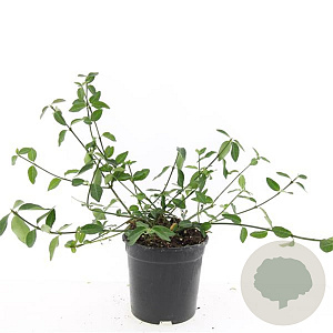 Euonymus fort. 'Tustin' GM C1.3