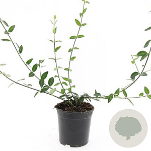 Euonymus fort. 'Tustin' GM C1.3