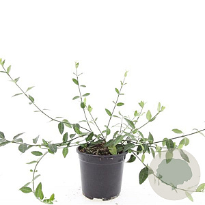 Euonymus fort. 'Tustin' GM C1.3