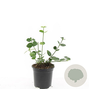 Euonymus fort. 'Vegetus' GM C1.3