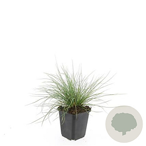Festuca glauca 'Elijah Blue' GM P9