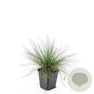 Festuca glauca 'Elijah Blue' GM P9