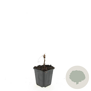 Persicaria amplexicaulis GM P9