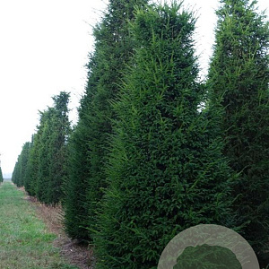 Taxus baccata 225-250 cm draadkluit solitair opgeknipt