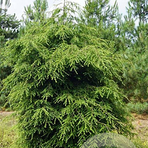 Tsuga canadensis 250-300 cm draadkluit solitair