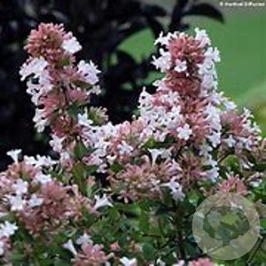 Abelia chinensis 175-200 cm 50L