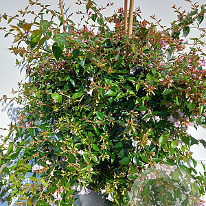 Abelia 'Edward Goucher' 100-125 cm 20L