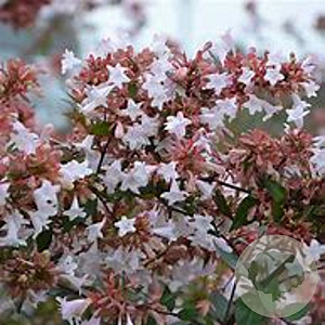 Abelia grandiflora 175-200 cm 20L 3 stok