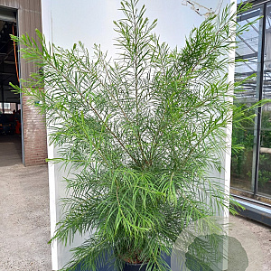 Acacia cognata 175-200 cm 20L