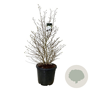 Magnolia stellata 125-150 cm cont. 55L extra