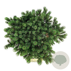 Hedera hel. 'Woerner' 120x180 Mobilane vanaf 35 st