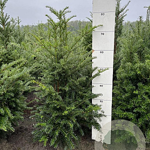 Taxus baccata 60-80 cm met kluit
