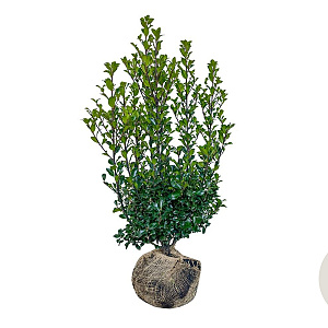 Ilex meserv. 'Heckenstar' 60-80 cm met kluit