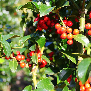 Ilex meserv. Heckenfee 80-100 cm met kluit
