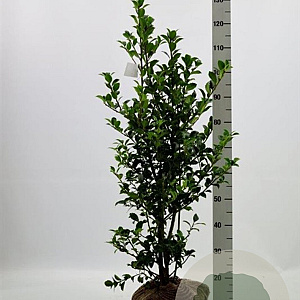 Ilex meserv. Heckenfee 80-100 cm met kluit