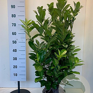 Prunus I. 'Rotundifolia' 60-80 cm met kluit