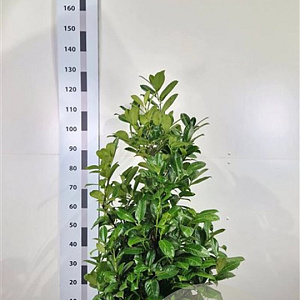 Prunus I. 'Rotundifolia' 80-100 cm met kluit