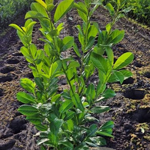 Prunus I. 'Rotundifolia' 80-100 cm met kluit