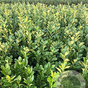 Prunus I. 'Rotundifolia' 80-100 cm met kluit