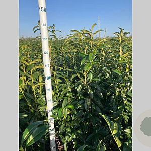 Prunus l. Genolia 125-150 cm met kluit