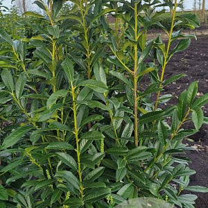 Prunus l. Genolia 125-150 cm met kluit