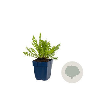 Achillea fil. 'Cloth of Gold' GM  P11