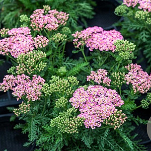 Achillea m. Milly Rock Rose GM  P11