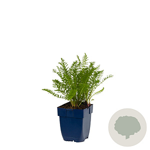 Achillea m. Summer Pastels Mix GM  P11