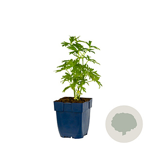 Aconitum napellus 'Album' GM  P11