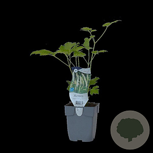 Actaea simp. 'White Pearl' GM  P11