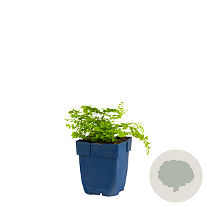 Adiantum pedatum GM  P11