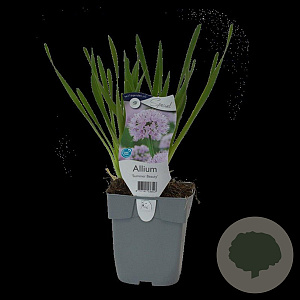 Allium 'Summer Beauty' GM  P11