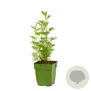 Artemisia abrotanum GM  P11