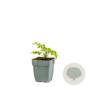 Aruncus 'Horatio' GM  P11