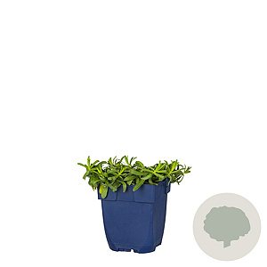 Aster ericoides 'Snowflurry' GM  P11