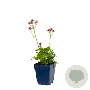 Astrantia maj. 'Primadonna' GM  P11