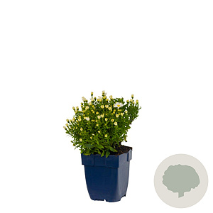 Aster (D) 'Schneekissen' GM  P11
