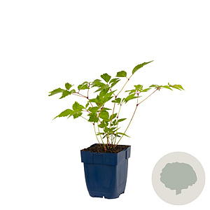 Astilbe (J) 'Europa' GM  P11