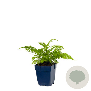 Athyrium filix-femina GM  P11