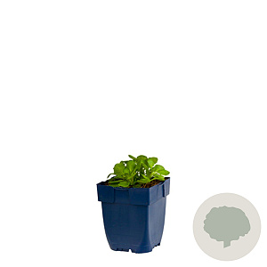 Aubrieta 'Blue Emperor' GM  P11