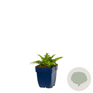 Blechnum spicant GM  P11