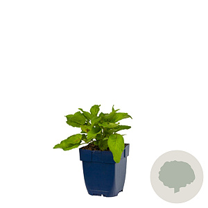 Campanula glomerata GM  P11