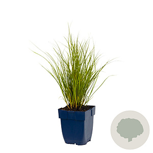 Carex 'Phoenix Green' GM  P11