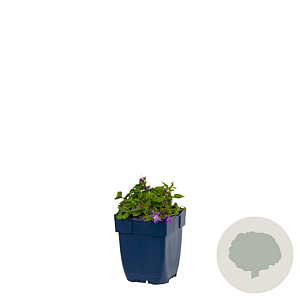 Campanula poscharskyana GM  P11