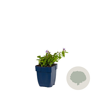 Campanula posch. 'Stella' GM  P11