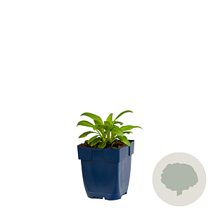 Centranthus ruber 'Coccineus' GM  P11