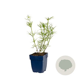 Coreopsis verticillata GM  P11