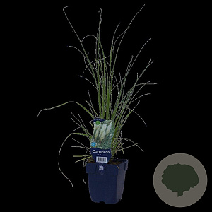 Cortaderia s. 'Pumila' GM  P11