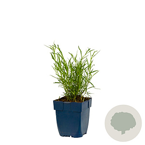 Coreopsis vert. 'Ruby Red' GM  P11