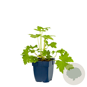 Delphinium (P) 'Astolat' GM  P11